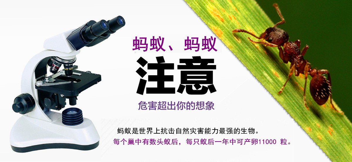 螞蟻危害超出你的想象。