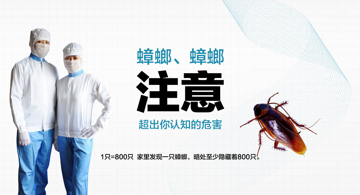1只=800只 家里發(fā)現(xiàn)一只蟑螂，暗處至少隱藏著800只。